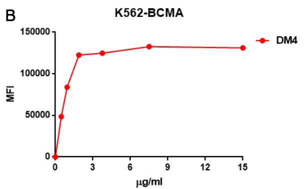 Anti Bcma Antibody Dm Rabbit Mab