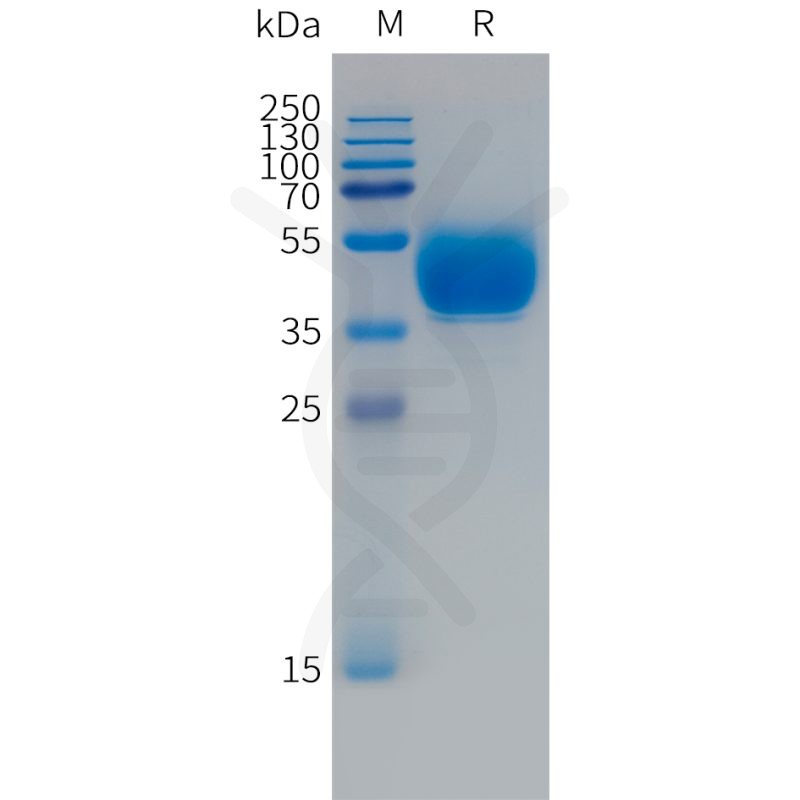 Human Fcrl Protein Hfc Tag