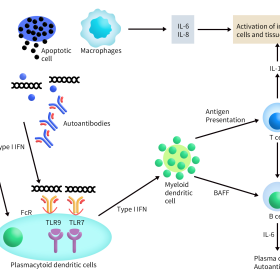 Immunobiology of systemic lupus erythematosus