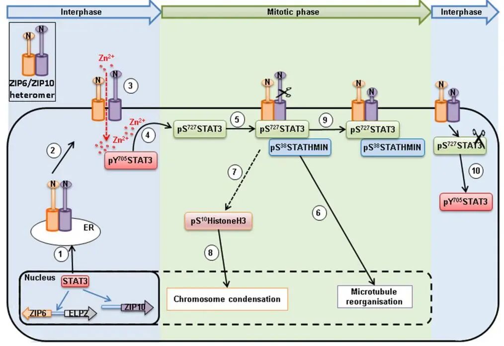 Schematic diagram of zinc triggering mitosis