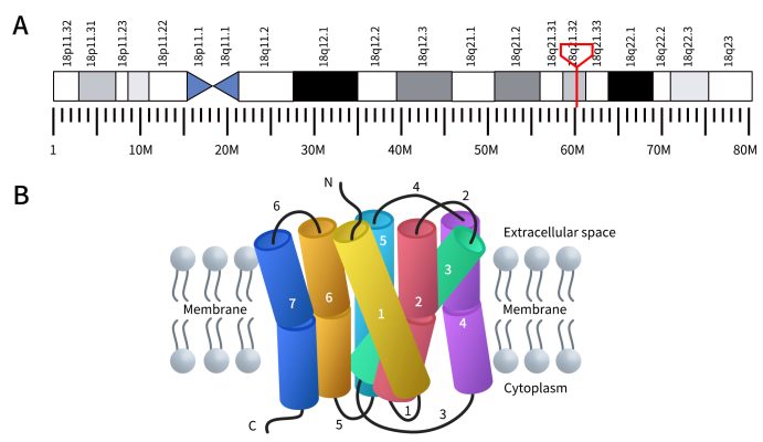 The Location of MC4R gene and the structure of MC4R protein