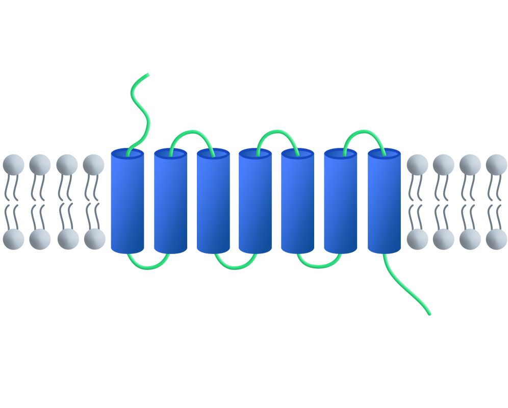 The typical structure of GPCRs