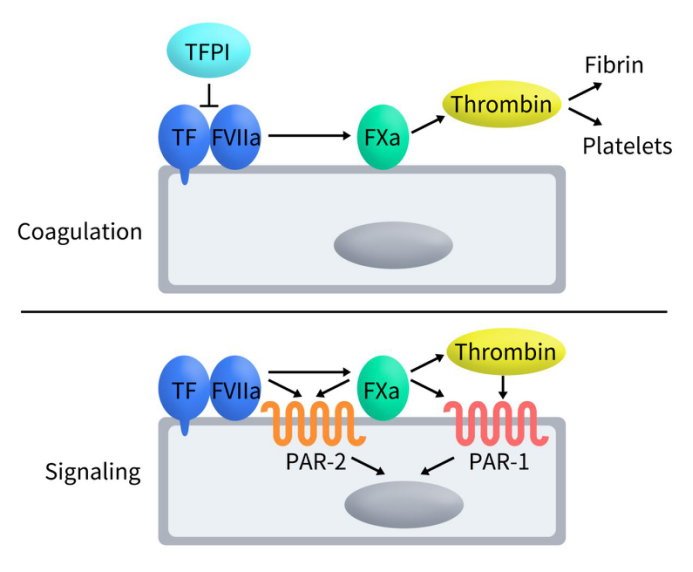 The role and mechanism of tissue factor (TF)