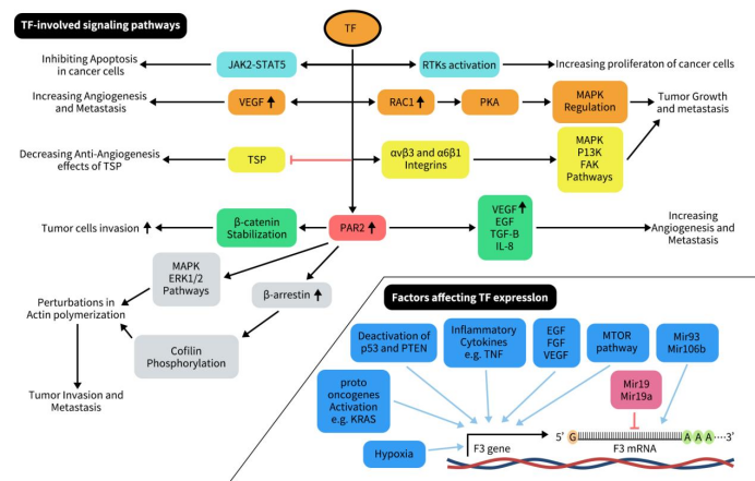 Overview on factors affecting F3 gene and TF-involved signaling pathways progressing cancer