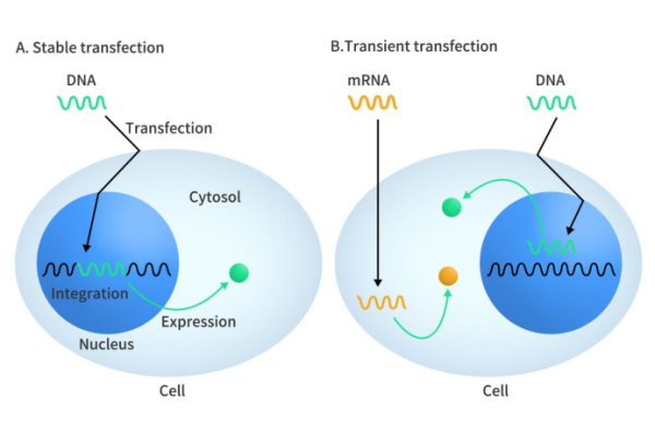 Schematic diagrams of two different transfections