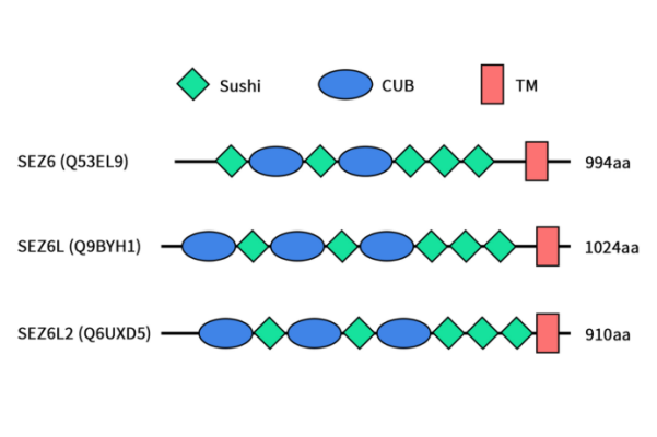 The structures of the SEZ6 family