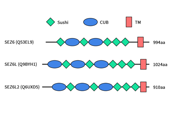 The structures of the SEZ6 family