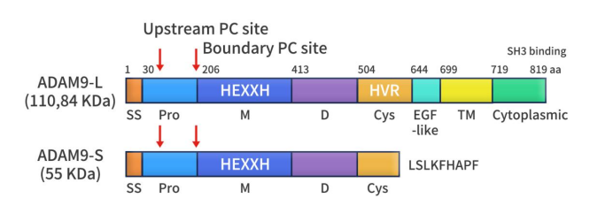The characteristics of ADAM9 structure