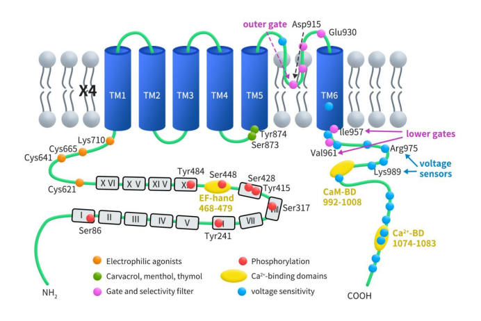 the structure of TRPA1