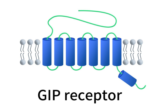 The structure of GIPR