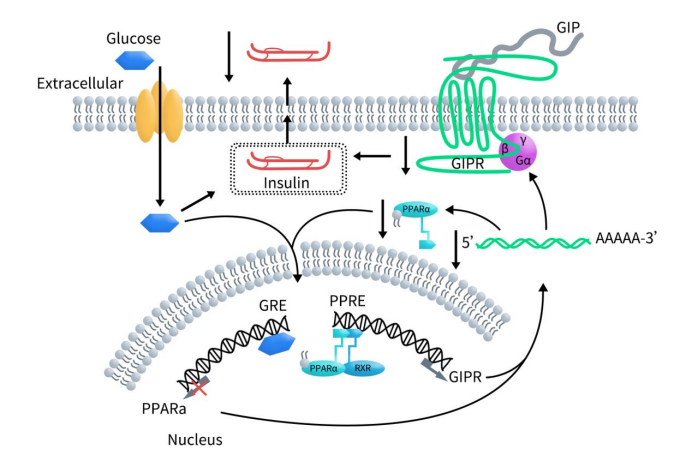 GIP binds to GIPR activating adenylyl cyclase, thereby potentiating glucose-induced insulin secretion