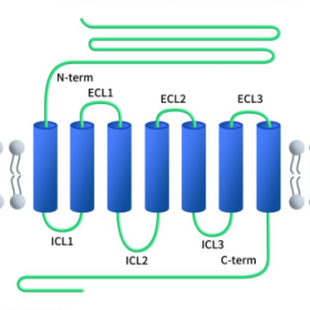 the structure of GLP1R