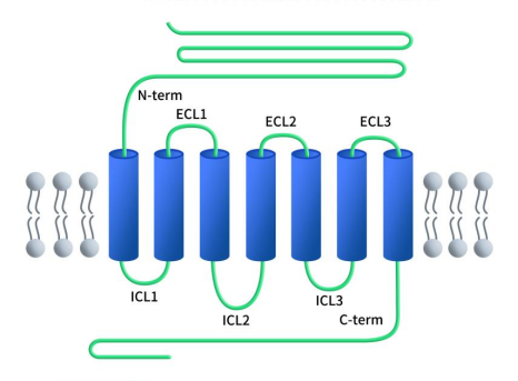 the structure of GLP1R