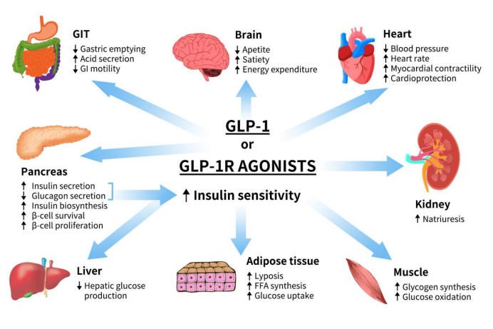 The role of GLP1 or GLP1R agonists