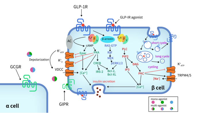 Signaling pathways of GLP-1R in pancreatic β-cell