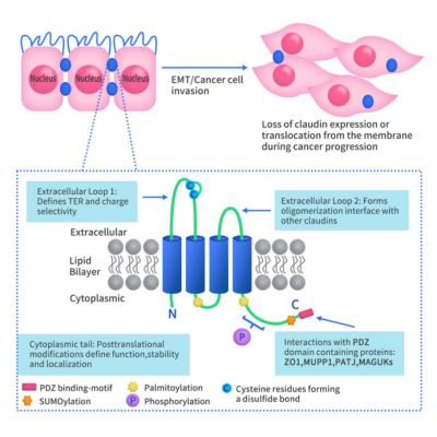 the structure of Claudins