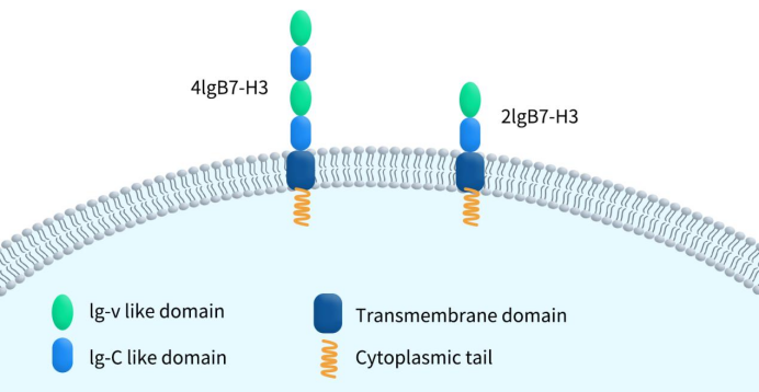 The structure of B7-H3