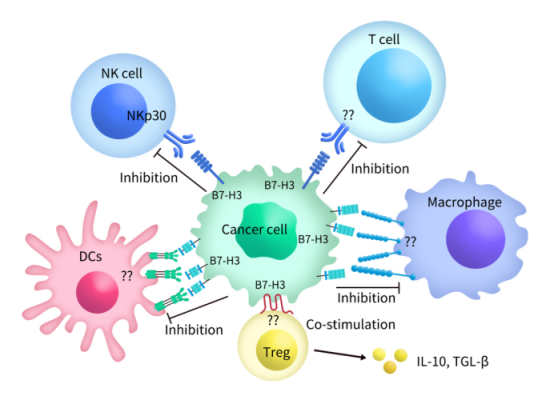 The mechanism of BI905711