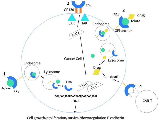 How FRα leads to cell growth