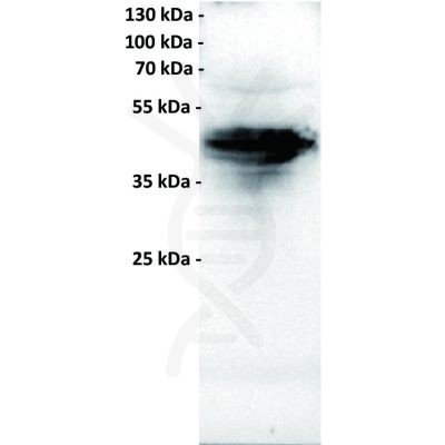 antibody-dmc100585 folr1 wb1