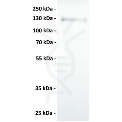 antibody-dmc100868 axl wb1