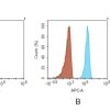 antibody-dmc101357 acvr2a fc1