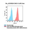 fc-cel100093 hu acvr2b cho s cell line flow