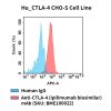 fc-cel100105 hu ctla 4 cho s cell line flow