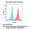 fc-cel100108 hu cd30l 293t cell line flow