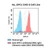 fc-cel100111 hu gpc1 cho s cell line flow