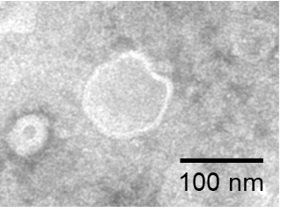 fc-FLP100002 CD24 Fig.3 FC 2