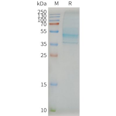 page-FLP100060 CCR7 Fig.2 SDS PAGE 1