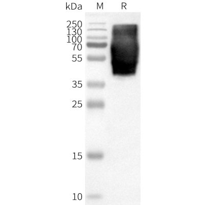 page-FLP100129 GPR84 Fig.2 SDS PAGE 1