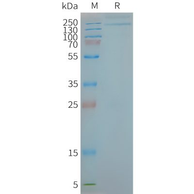 page-FLP100146 TLR9 Fig.2 SDS PAGE 1