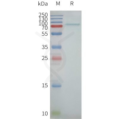 page-flp100497 abcg2 sp1