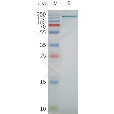 page-flp100498 scap sp1