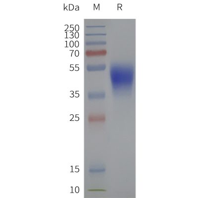 page-flp120328 hcar2 strep sp1