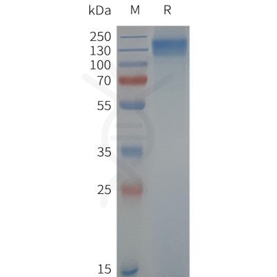 page-flp120759 trpc6 strep sp1