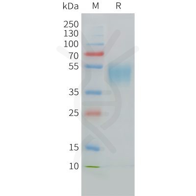 sp-PME C100028 CD24 Fig.1 SDS PAGE 1