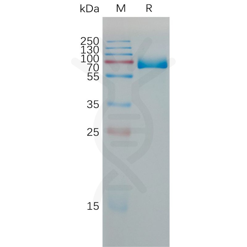 Mouse PD-L1 Protein, HFc Tag - 专注肿瘤免疫