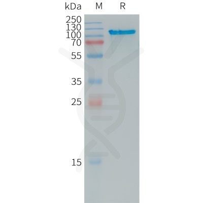 sp-PME101240 APLP2 Fig.1 SDS PAGE 1