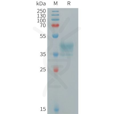 sp-PME101261 MRGPRX2 Fig.1 SDS PAGE 1