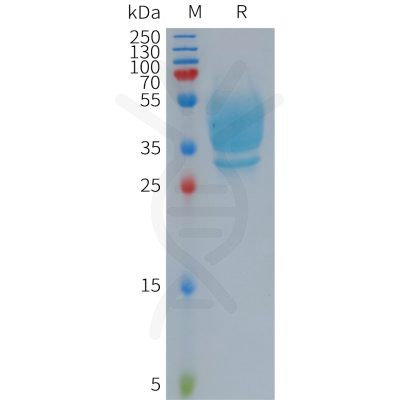 sp-PME101273 GPR20 Fig.1 SDS PAGE 1