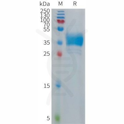 sp-PME101282 CHRM2 Fig.1 SDS PAGE 1