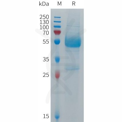 sp-PME101283 CD300LF Fig.1 SDS PAGE 1