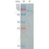 sp-PME101327 LILRB5 Fig.1 SDS PAGE 1