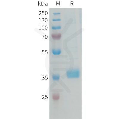 sp-PME101340 MFAP4 Fig.1 SDS PAGE 1 1