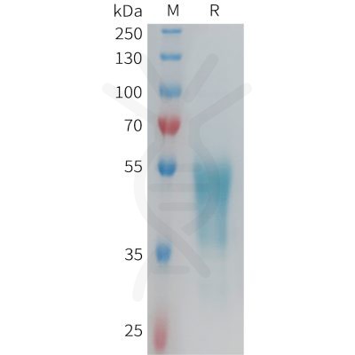 sp-PME101353 GPR132 Fig.1 SDS PAGE 1