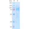 sp-PME101401 ADGRE5 Fig.1 SDS PAGE 1