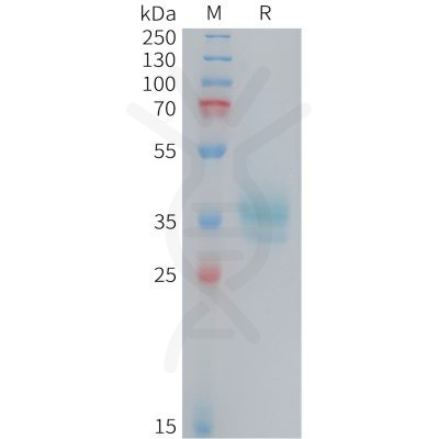 sp-PME101410 OR2H1 Fig.1 SDS PAGE 1